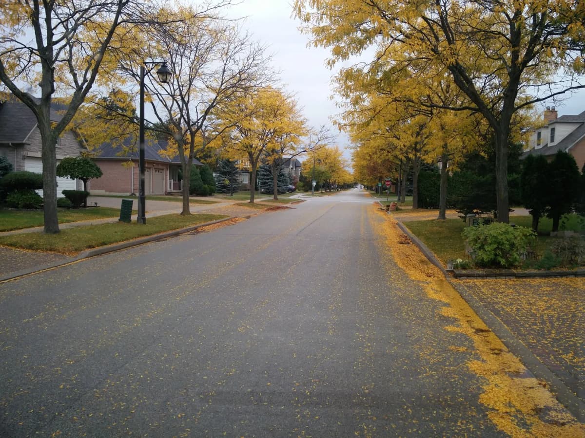 A quiet suburban street lined with autumn trees and fallen leaves
