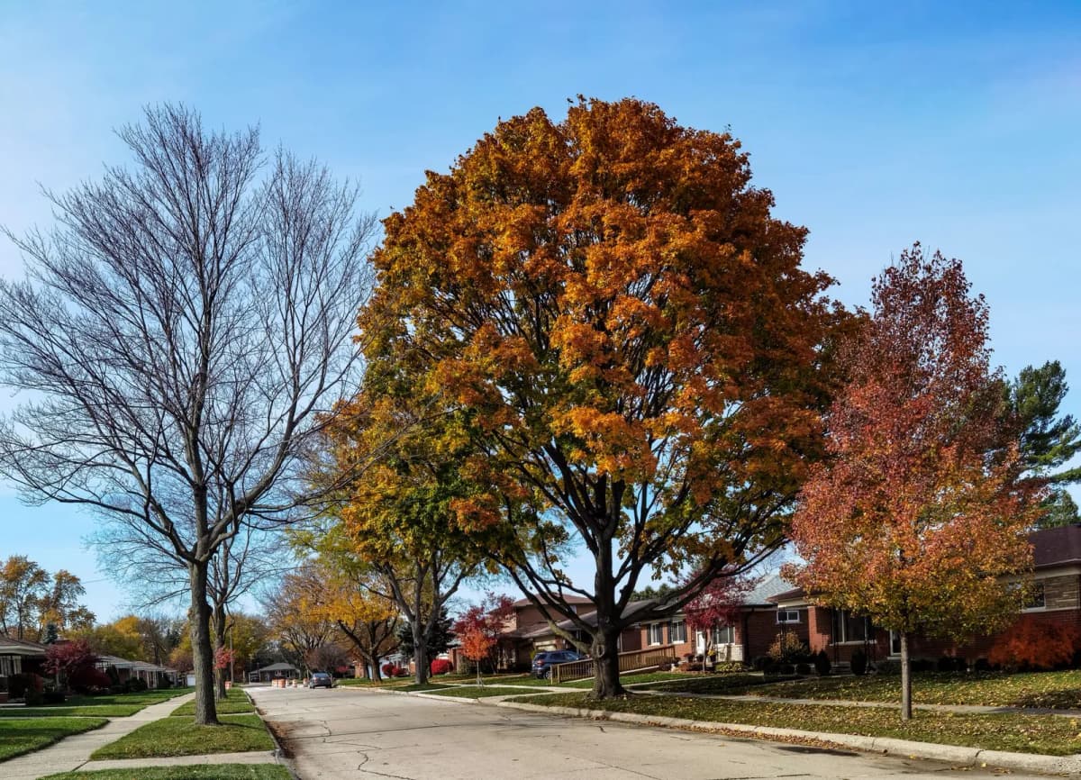 A quiet suburban street lined with autumn trees and houses