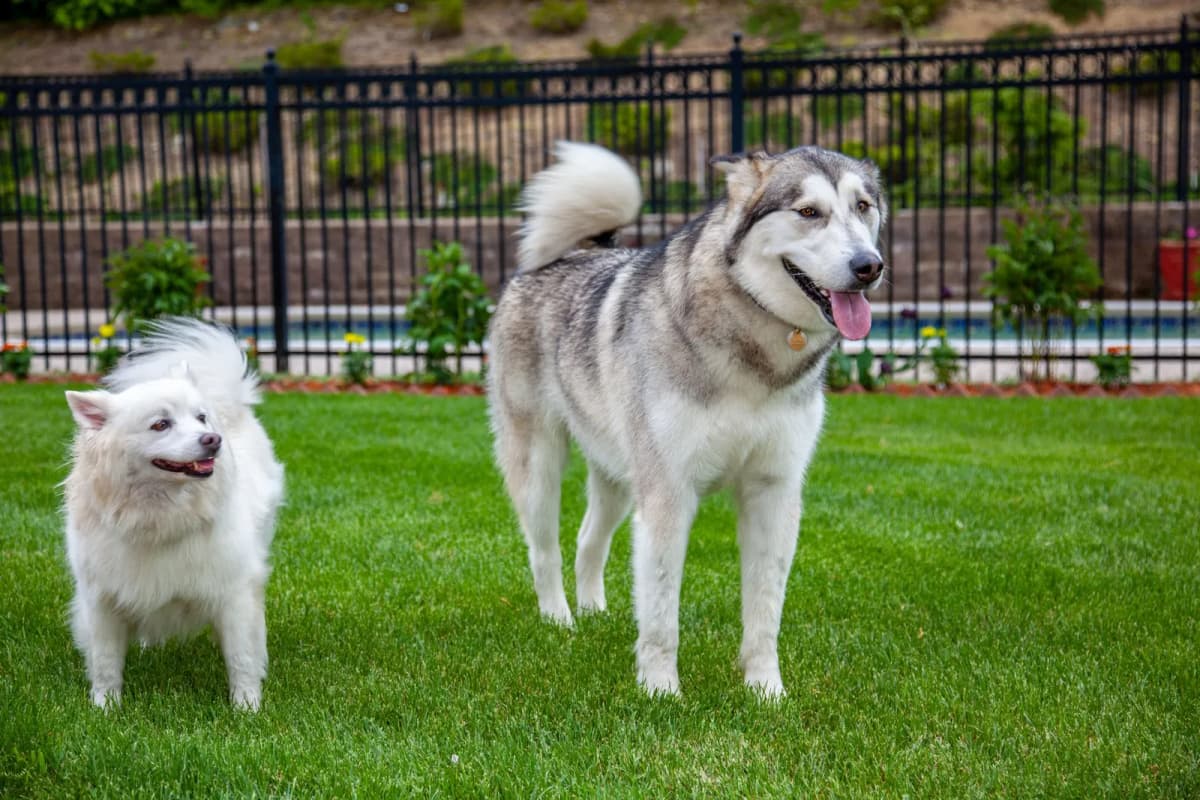 A dog in a fenced yard, the kind of arrangement most pet rules are actually written for