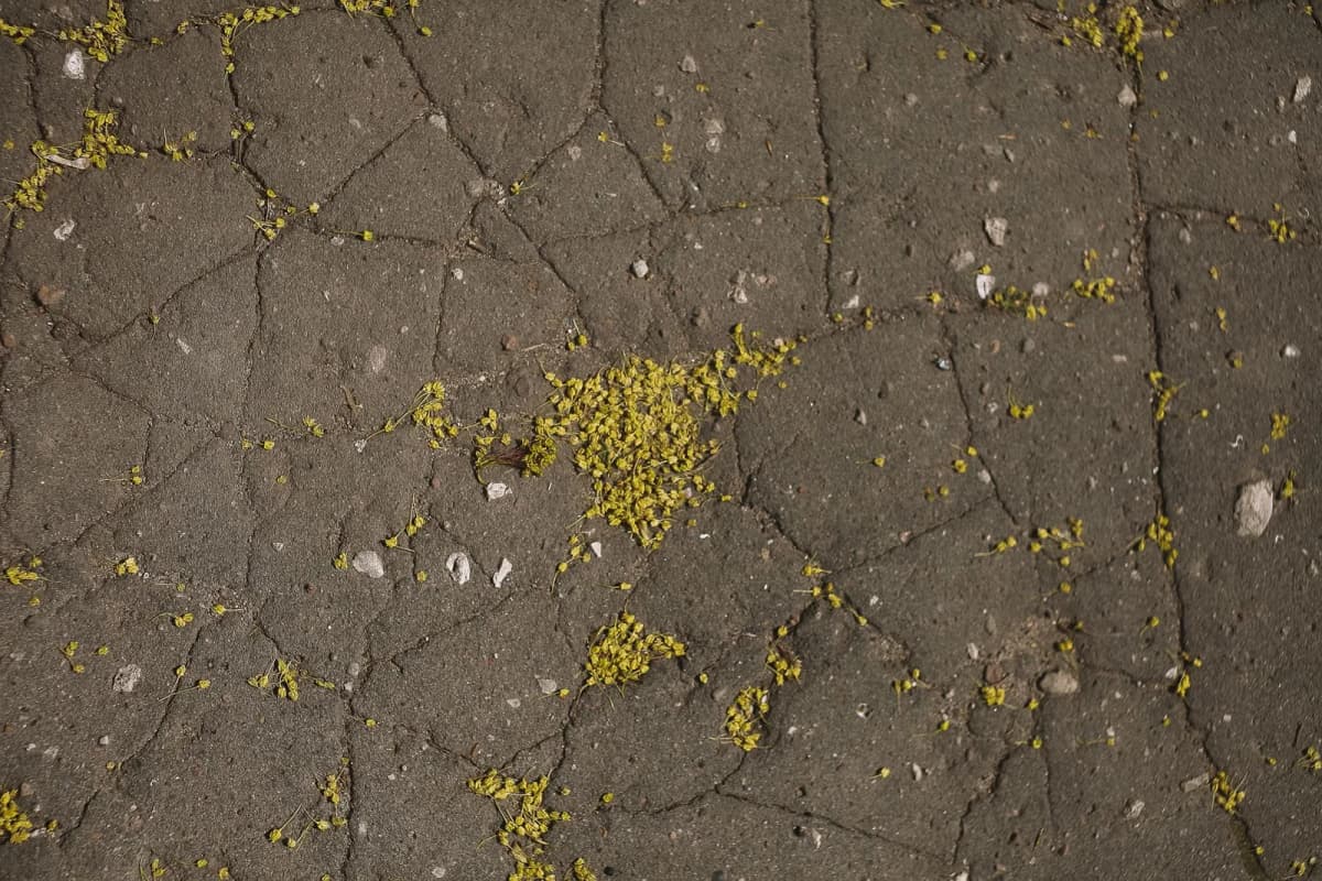 A cracked concrete pavement surface with fallen leaves