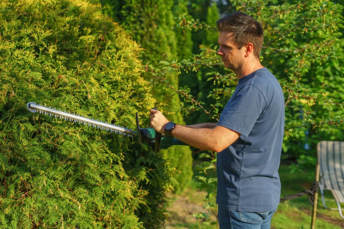 A worker trimming a hedge with an electric trimmer